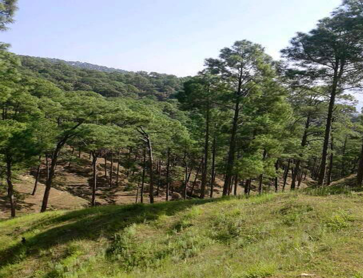 बैतडीमा रुखले  च्यापिएर वृद्ध घाइते 